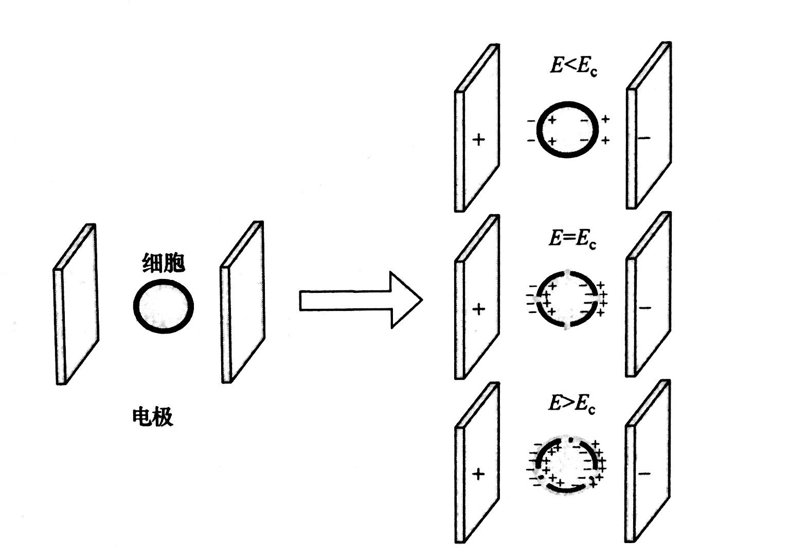 PEF等离子处理的基本原理和典型模型，赢咖7等离子体清洗机介绍