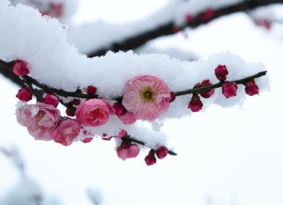 【赢咖7等离子清洗机】小寒时节赏梅习俗